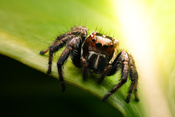 Spiders jumping on leaves. Captured with a close-up macro, the details of the little spider are displayed.