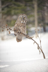 Great grey owl perching on a tree