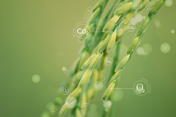Plants must exchange carbon dioxide at night and oxygen during the day. Ideas for reducing carbon...