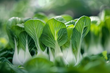 Bok choy vegetable farm with green leaves reflecting fresh organic produce and agriculture - obrazy, fototapety, plakaty