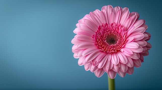  a large pink flower sitting on top of a green stem on top of a blue table next to a blue wall.