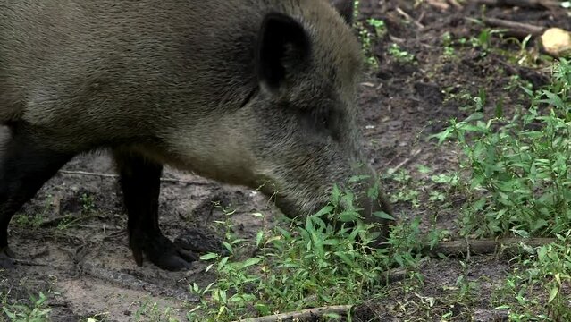 Close-up of a Wild Boar Walking in the Forest. The Wild boar, or the Wild Swine,Common Wild Pig, Eurasian Wild Pig, Wild Pig, is a Suid Native to Eurasia and Africa.