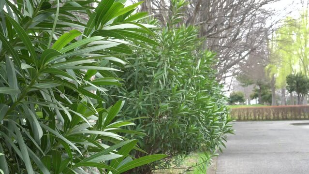 微風に揺れる公園の植栽