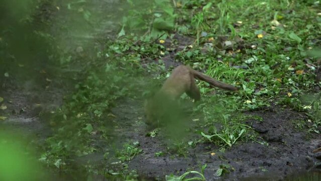 Stoat Running and Jumping Around in the Forest. The Stoat (Mustela Erminea), Also Known as the Eurasian Ermine, Beringian Ermine is Native to Eurasia and North America.