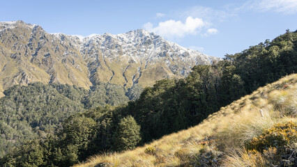 Autumn alpine landscape with exotic dense forest and snowy mountain towering above it, New Zealand