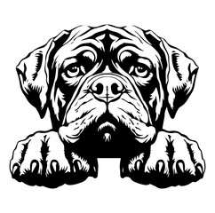 Fototapeta premium bullmastiff dog face peeking over front paws vector illustration