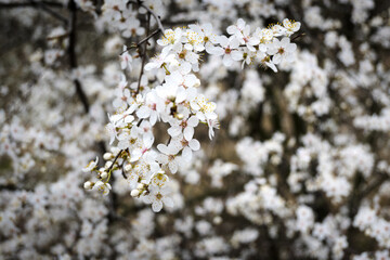 Pierwsze kwitnące krzaki na wiosnę. - obrazy, fototapety, plakaty