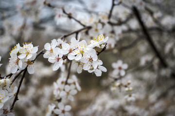 Pierwsze kwitnące krzaki na wiosnę. - obrazy, fototapety, plakaty