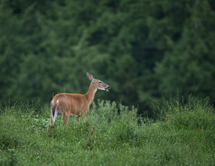 Naklejka na ściany i meble Female White-Tailed Deer in a Field