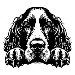 Fototapeta premium English Cocker Spaniel dog face peeking over front paws vector illustration