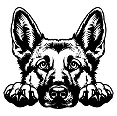 german shepherd dog face peeking over front paws vector illustration