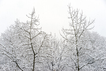 Fototapeta na wymiar Tree tops covered with snow against the background of a cloudy sky and falling snow, tree branches covered with white snow, winter morning in the mountains, snow-covered branches