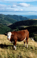 Fototapeta na wymiar Vache, race Abondance, Monts du Vivarais, 07, Ardèche , France