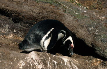 Manchot de Magellan, nid,.Spheniscus magellanicus, Magellanic Penguin, Iles Falkland, Malouines