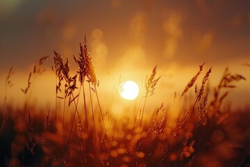 Beautiful sunset over a peaceful field, ideal for nature and landscape themes - obrazy, fototapety, plakaty
