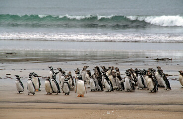 Manchot de Magellan,.Spheniscus magellanicus, Magellanic Penguin, Manchot papou, .Pygoscelis papua,...