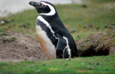 Obraz premium Manchot de Magellan, nid,.Spheniscus magellanicus, Magellanic Penguin, Iles Falkland, Malouines