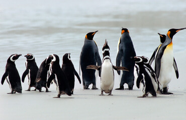 Manchot royal,.Aptenodytes patagonicus, King Penguin, Manchot de Magellan,.Spheniscus magellanicus,...