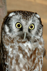 Chevêche d'Athéna, Chouette cheveche, .Athene noctua, Little Owl