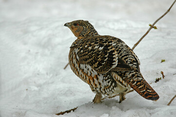 Grand Tétras, Tetrao urogallus , Western Capercaillie, femelle