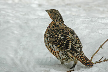 Grand Tétras, Tetrao urogallus , Western Capercaillie, femelle
