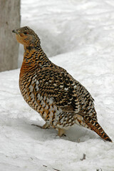 Grand Tétras, Tetrao urogallus , Western Capercaillie, femelle