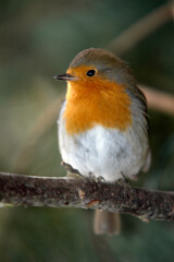 Rougegorge familier,.Erithacus rubecula, European Robin