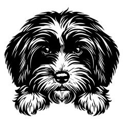 Havanese dog face peeking over front paws vector illustration