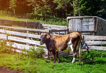 Dairy cow near the corral with a barn in the countryside - 760625051