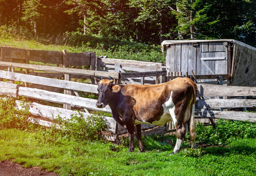 Dairy cow near the corral with a barn in the countryside