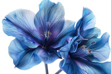 Close up of two blue flowers in a vase, perfect for home decor