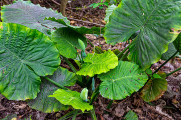 Large green plant leaves in forest