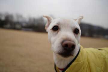 Close-up of face of white dog wearing yellow jacket in the park