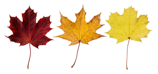 Collection of autumn maple leaf isolated on transparent background. Set of various maple leaves for design.