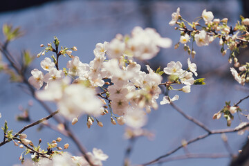 東京の公園に咲く美しい桜の花