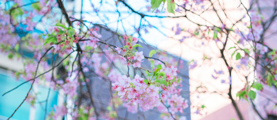 東京の公園に咲く美しい桜の花