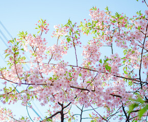東京の公園に咲く美しい桜の花
