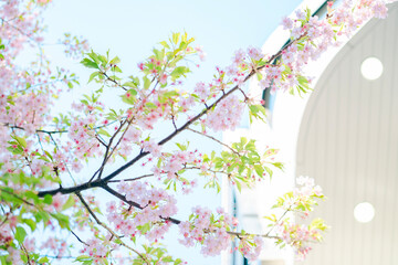 Obraz na płótnie Canvas 東京の公園に咲く美しい桜の花