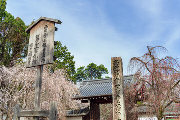 京都 醍醐寺の春景色 総門 - obrazy, fototapety, plakaty