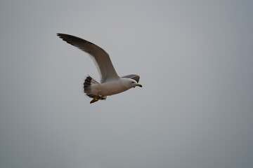 A sea gull is flying in the sky