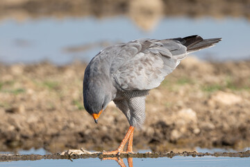 Pale chanting goshawk - Melierax canorus by the waterhole at brown background. Photo taken in Khalagadi Transfrontier Park in South Africa.