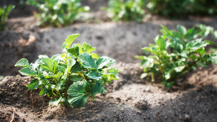 Potato seedlings growing in the soil. Selective focus. Home gardening. Potato field.