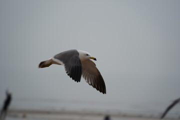 A sea gull is flying in the sky