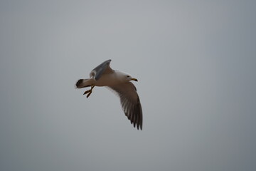 A sea gull is flying in the sky