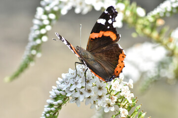Portrait of a Red Admiral butterly