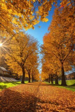 Sun In Autumn Forest ,light rays fall landscape tree