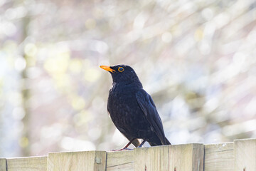 A blackbird sits on a fence