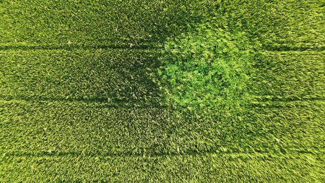 Aerial photography drone countryside agriculture and forest