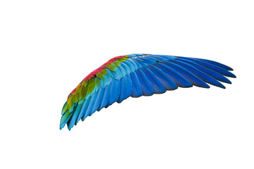 greenwing macaw  wings isolated on white background. This has clipping path.