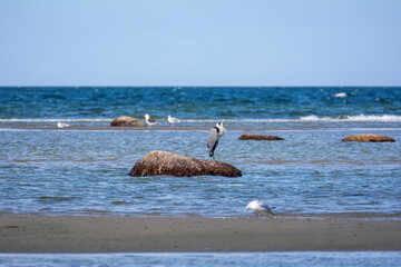 A heron stands on a large stone in the sea